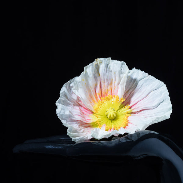Poppy Print