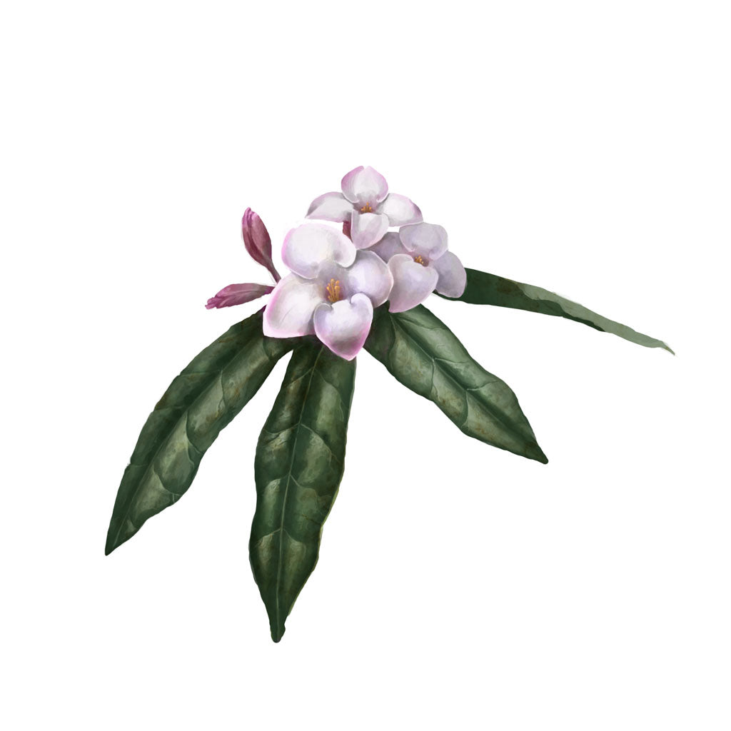 Daphne Flower
