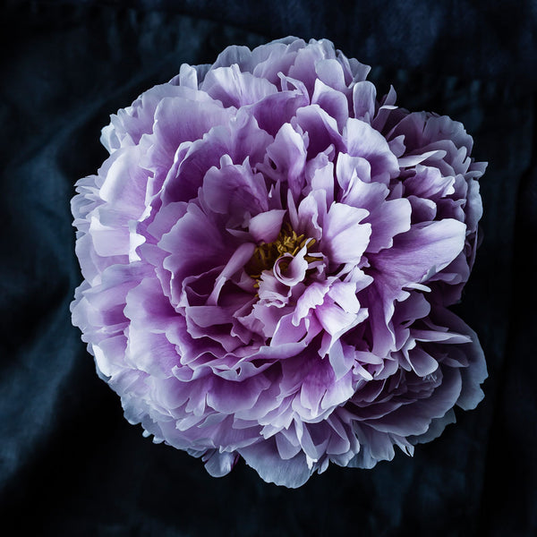 Peony Print