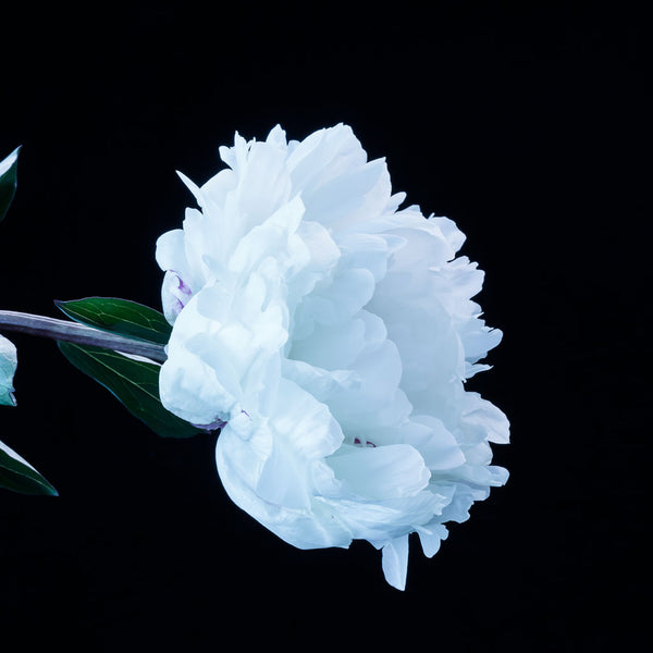 White Peony Print
