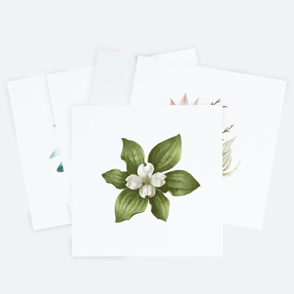 Botanical Designs - Pack 6 Cards