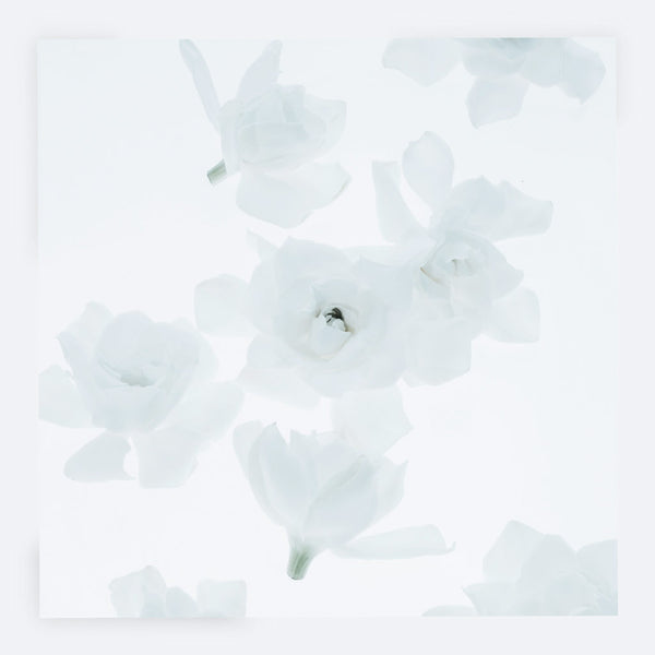 Gardenia Greeting Card