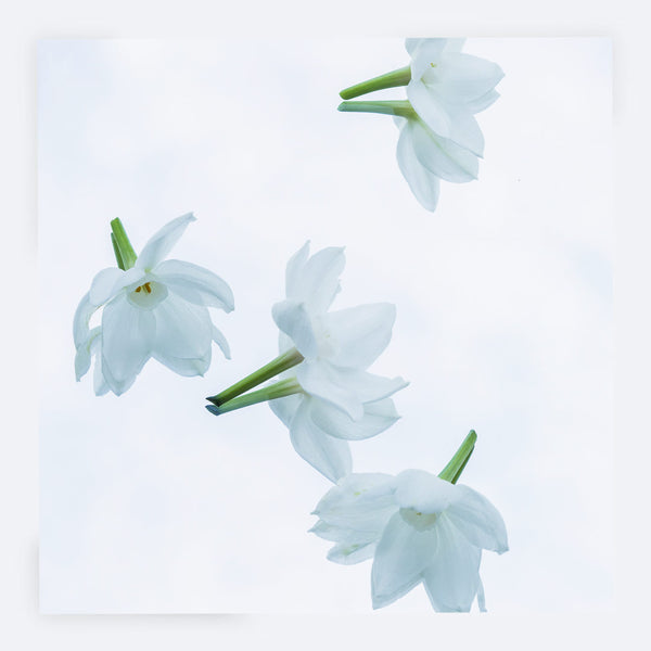 Jonquils Greeting Card