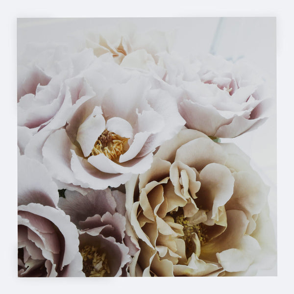 Julia Roses Card