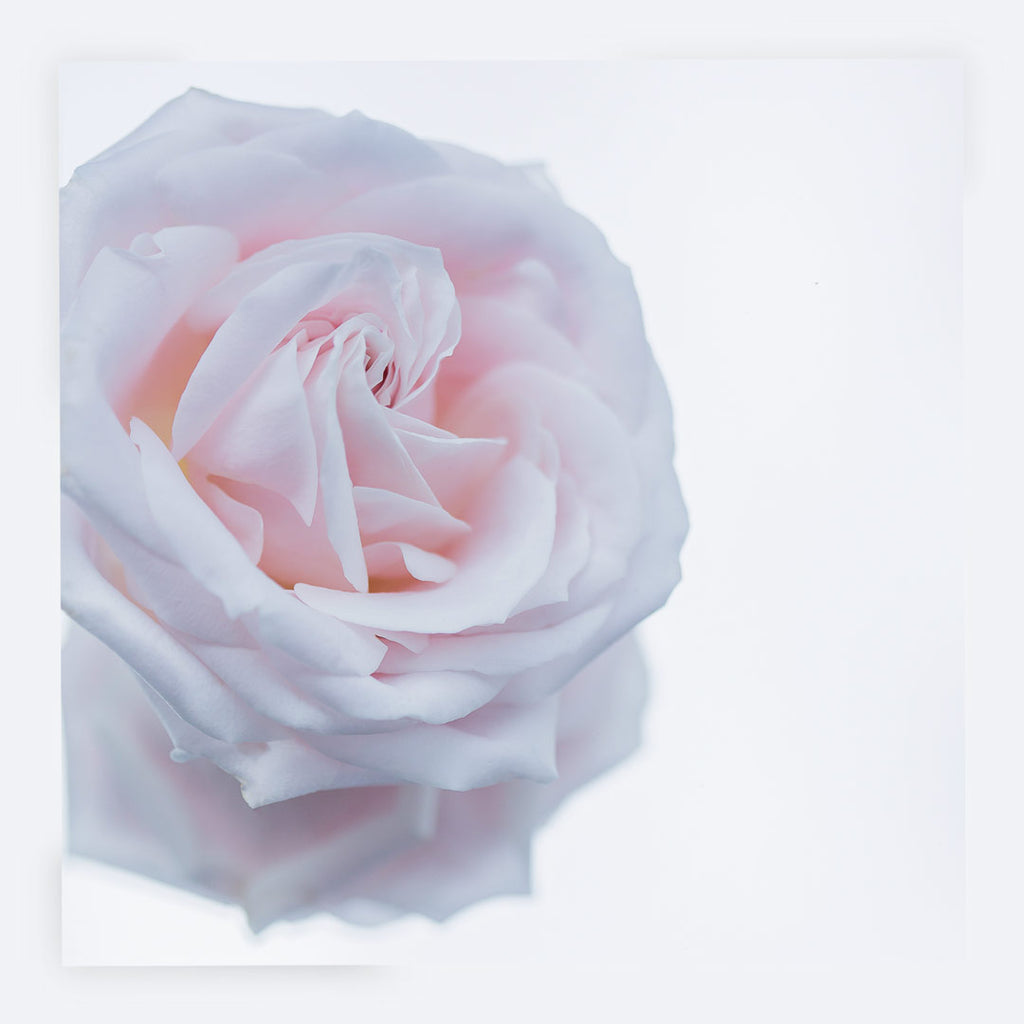 Pink Rose Card