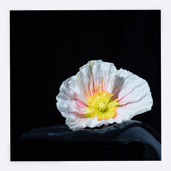 Poppy Card