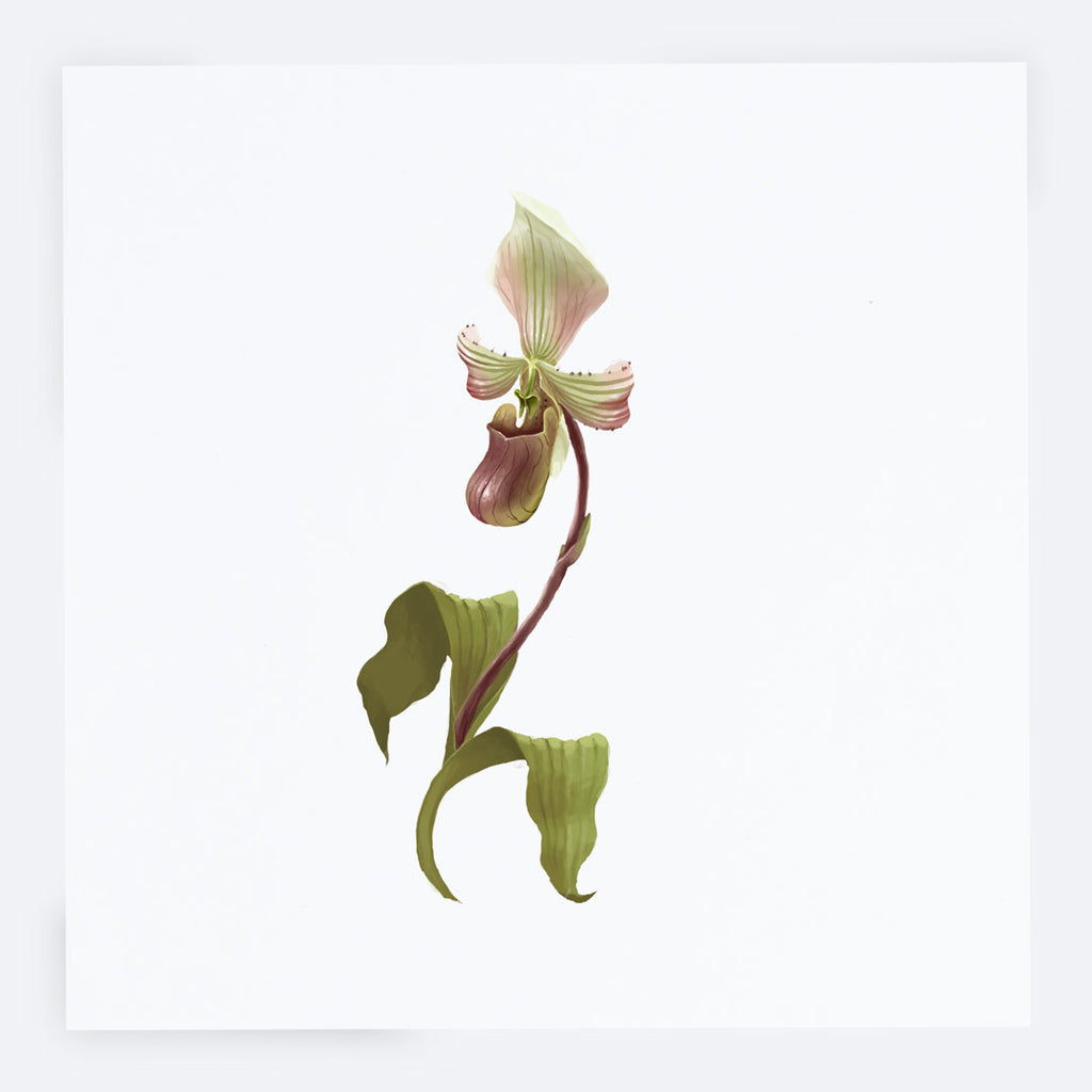 Slipper Orchid Card