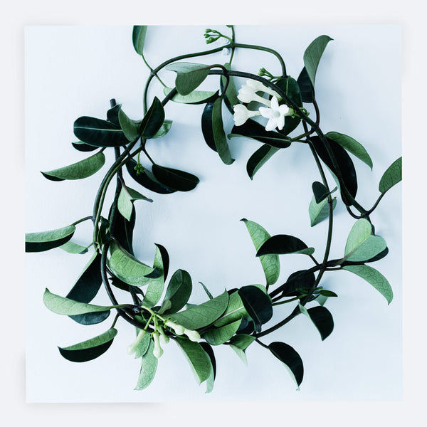 Stephanotis Card