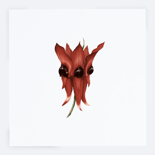 Sturt Desert Pea Greeting Card